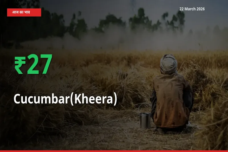 अचानक तेजी! मंडी में खीरा के दाम 27.46% चढ़े