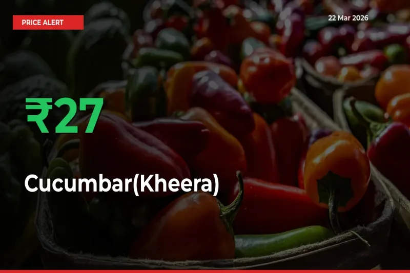 27.46% Spike in Cucumbar(Kheera) Prices – Mandi Sees Sudden Rally