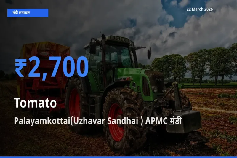आज टमाटर के सबसे ऊँचे दाम ₹2,700 Palayamkottai(Uzhavar Sandhai ) APMC मंडी में