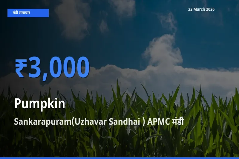 आज का मंडी भाव: कद्दू के सबसे ज़्यादा दाम Sankarapuram(Uzhavar Sandhai ) APMC में