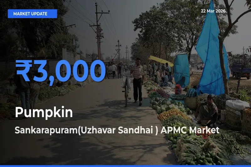 Sankarapuram(Uzhavar Sandhai ) APMC Tops Pumpkin Mandi Rates Today