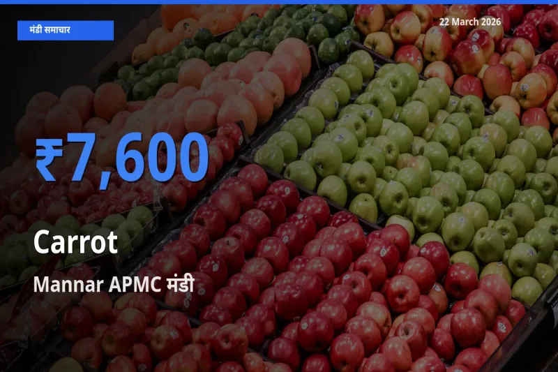 Mannar APMC में गाजर का आज सबसे ऊँचा भाव