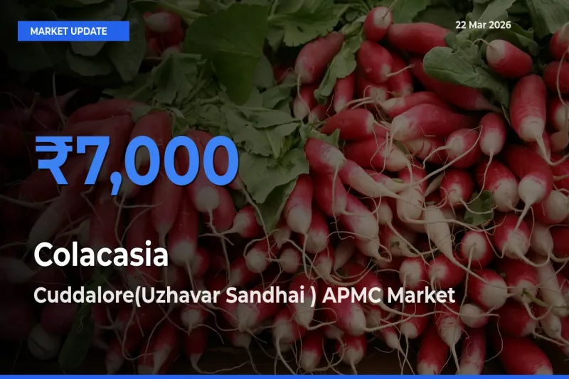 Farmers Prefer Cuddalore(Uzhavar Sandhai ) APMC as Colacasia Hits Highest Rate
