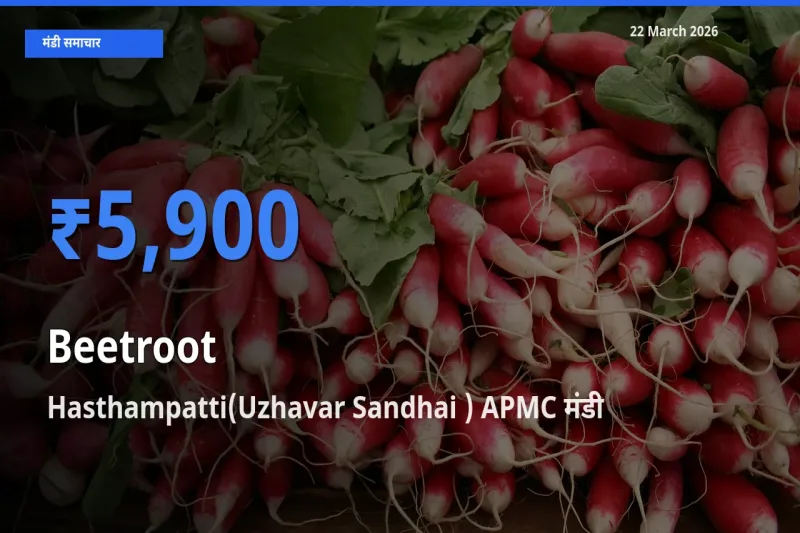 टॉप मंडी बना Hasthampatti(Uzhavar Sandhai ) APMC! चुकंदर के सबसे ऊँचे दाम यहीं दर्ज