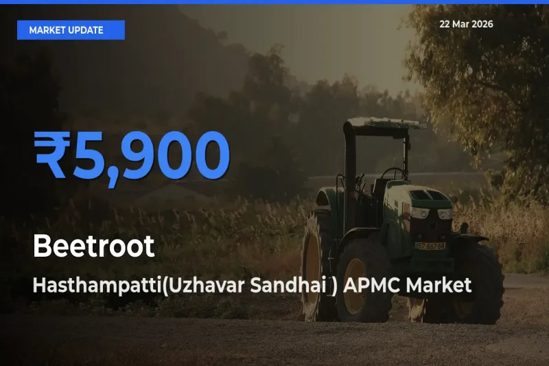 Hasthampatti(Uzhavar Sandhai ) APMC Offers ₹5,900 – Highest Beetroot Rate Today
