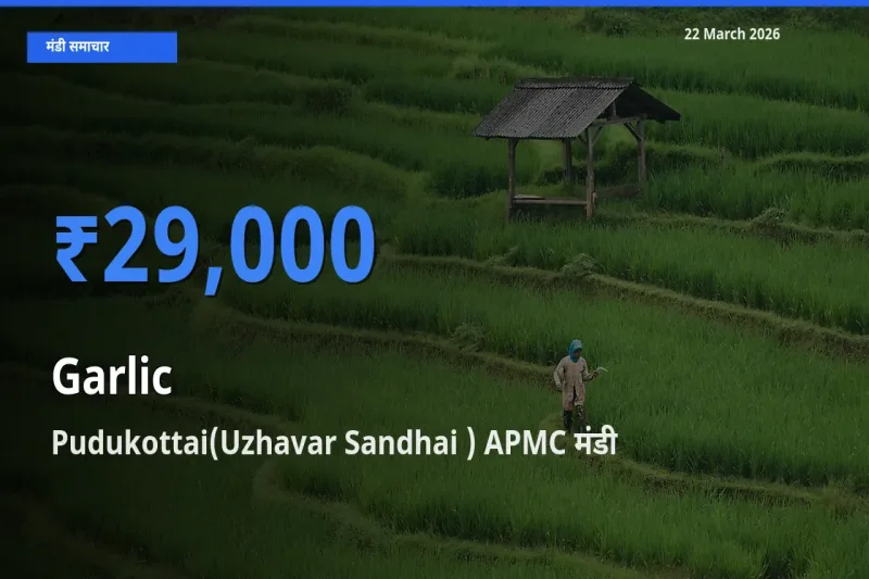 Pudukottai(Uzhavar Sandhai ) APMC में लहसुन का आज सबसे ऊँचा भाव