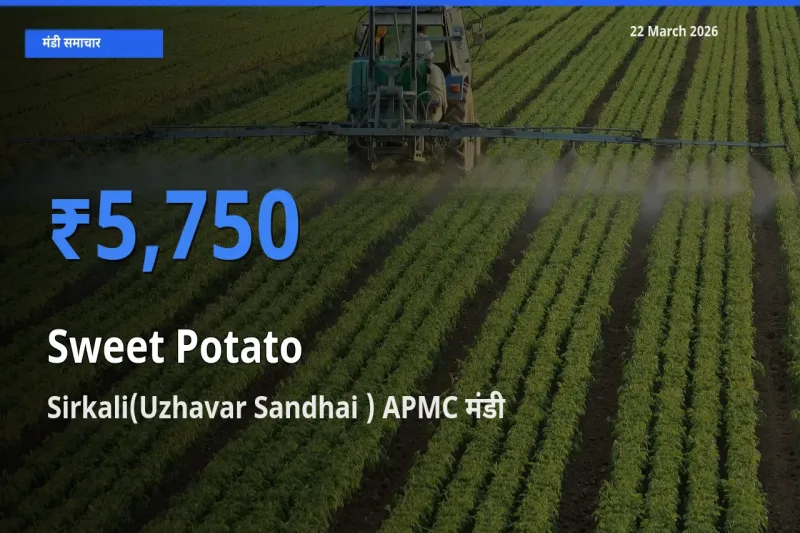 आज का मंडी भाव: शकरकंद के सबसे ज़्यादा दाम Sirkali(Uzhavar Sandhai ) APMC में