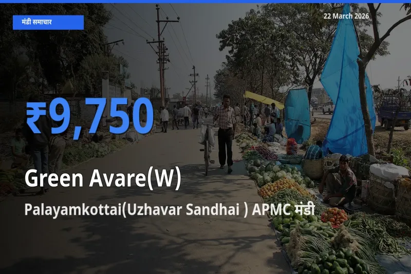 आज हरी सेम के सबसे ज़्यादा दाम Palayamkottai(Uzhavar Sandhai ) APMC मंडी में दर्ज