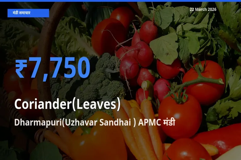 Dharmapuri(Uzhavar Sandhai ) APMC मंडी में हरा धनिया ₹7,750 पर पहुँचा – आज का सर्वोच्च भाव