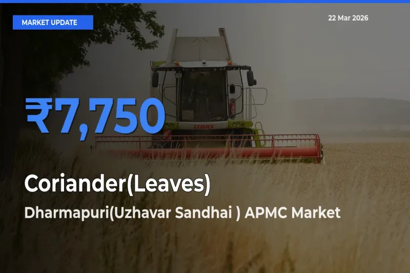 Top Performer! Dharmapuri(Uzhavar Sandhai ) APMC Offers Best Coriander(Leaves) Price Today