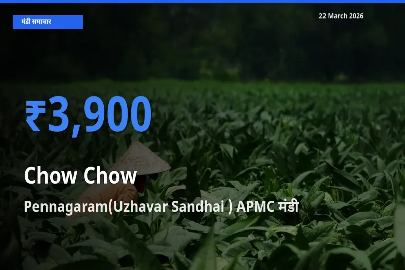 आज चाउ चाउ के सबसे ज़्यादा दाम Pennagaram(Uzhavar Sandhai ) APMC मंडी में दर्ज