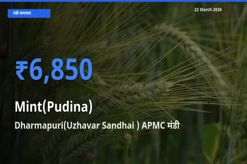 टॉप मंडी बना Dharmapuri(Uzhavar Sandhai ) APMC! पुदीना के सबसे ऊँचे दाम यहीं दर्ज