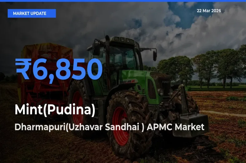 Dharmapuri(Uzhavar Sandhai ) APMC Tops Mint(Pudina) Mandi Rates Today
