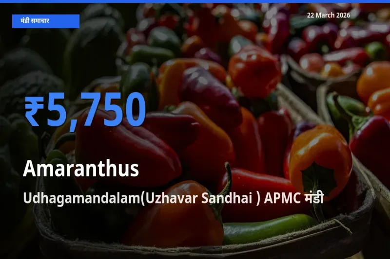 Udhagamandalam(Uzhavar Sandhai ) APMC मंडी में चौलाई ₹5,750 पर पहुँचा – आज का सर्वोच्च भाव