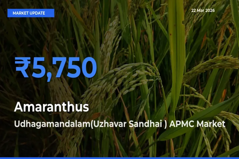 Udhagamandalam(Uzhavar Sandhai ) APMC Tops Amaranthus Mandi Rates Today