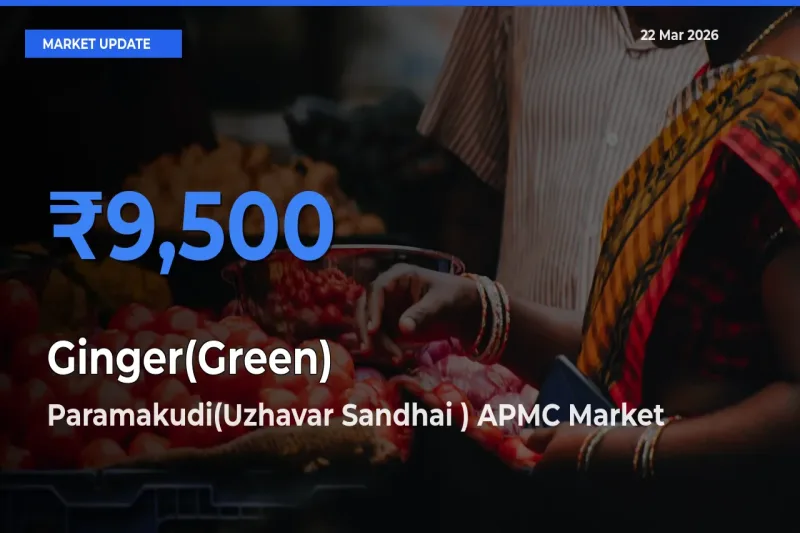 Paramakudi(Uzhavar Sandhai ) APMC Tops Ginger(Green) Mandi Rates Today