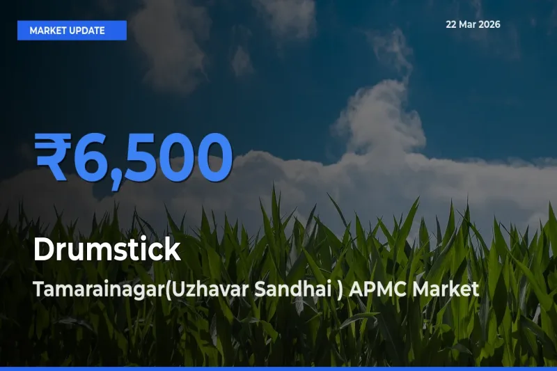 Tamarainagar(Uzhavar Sandhai ) APMC Leads as Top Mandi for Drumstick Prices