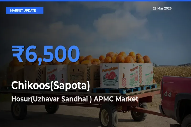 Hosur(Uzhavar Sandhai ) APMC Records Highest ₹6,500 Rate for Chikoos(Sapota)