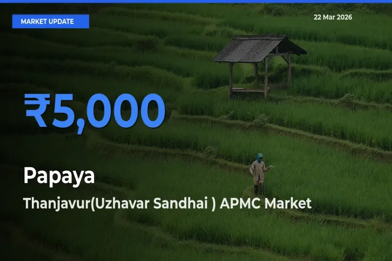 Thanjavur(Uzhavar Sandhai ) APMC Tops Papaya Rates – March 22 Market Update