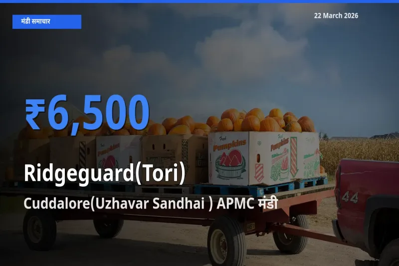 बाज़ार संकेत: Cuddalore(Uzhavar Sandhai ) APMC बना तोरई के लिए आज की टॉप मंडी