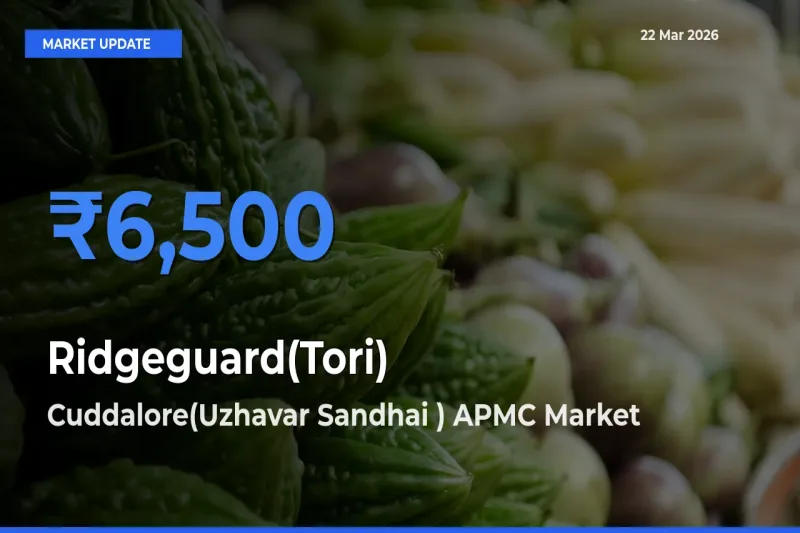 Ridgeguard(Tori) Mandi Rate Today: Cuddalore(Uzhavar Sandhai ) APMC Tops the List