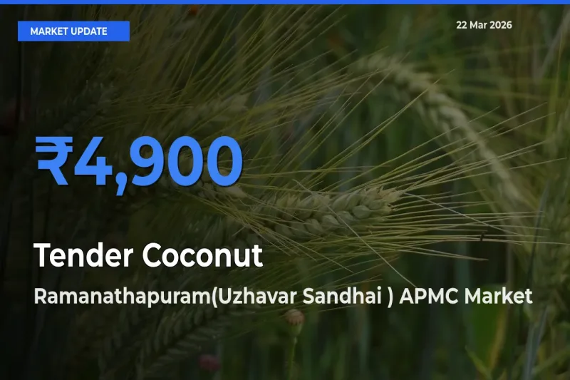 Ramanathapuram(Uzhavar Sandhai ) APMC Emerges as Top Mandi for Tender Coconut Prices Today
