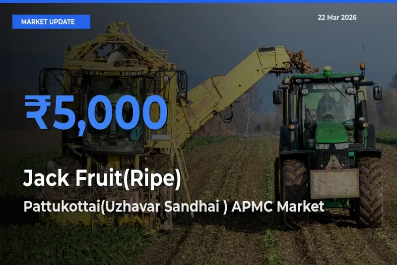 Jack Fruit(Ripe) Mandi Rate Today: Pattukottai(Uzhavar Sandhai ) APMC Tops the List