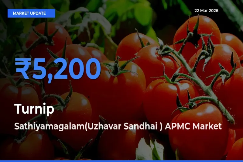 Sathiyamagalam(Uzhavar Sandhai ) APMC Emerges as Top Mandi for Turnip Prices Today