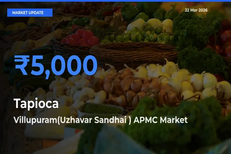 Villupuram(Uzhavar Sandhai ) APMC Leads as Top Mandi for Tapioca Prices