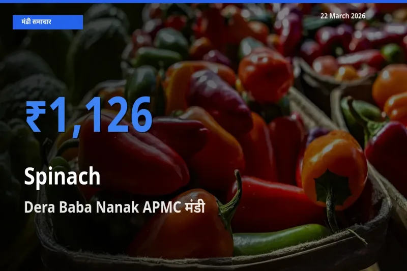 आज पालक के सबसे ऊँचे दाम ₹1,126 Dera Baba Nanak APMC मंडी में