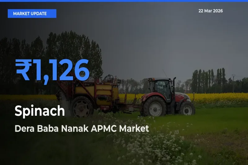 Market Watch: Dera Baba Nanak APMC Becomes Top Mandi for Spinach