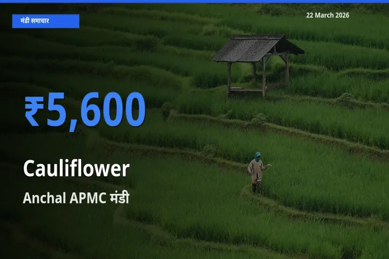 Anchal APMC मंडी में आज फूलगोभी के सबसे ऊँचे दाम दर्ज