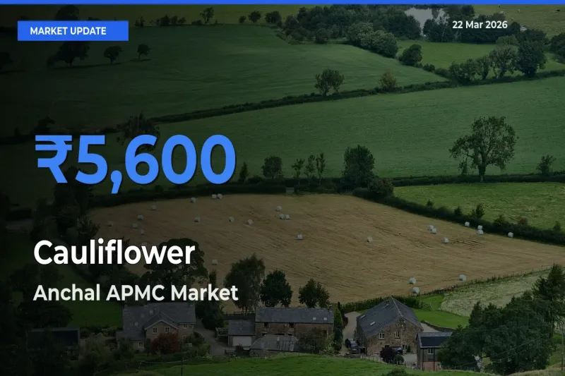 Market Watch: Anchal APMC Becomes Top Mandi for Cauliflower
