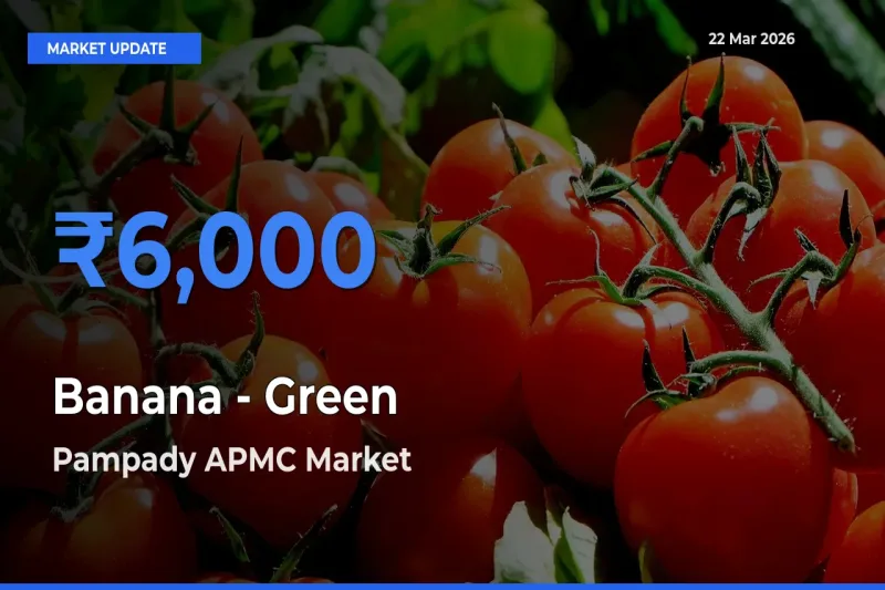 Farmers Prefer Pampady APMC as Banana - Green Hits Highest Rate