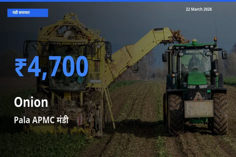 Pala APMC मंडी में प्याज ₹4,700 पर पहुँचा – आज का सर्वोच्च भाव