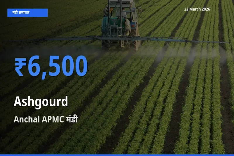 Anchal APMC मंडी में पेठा कद्दू ₹6,500 पर पहुँचा – आज का सर्वोच्च भाव