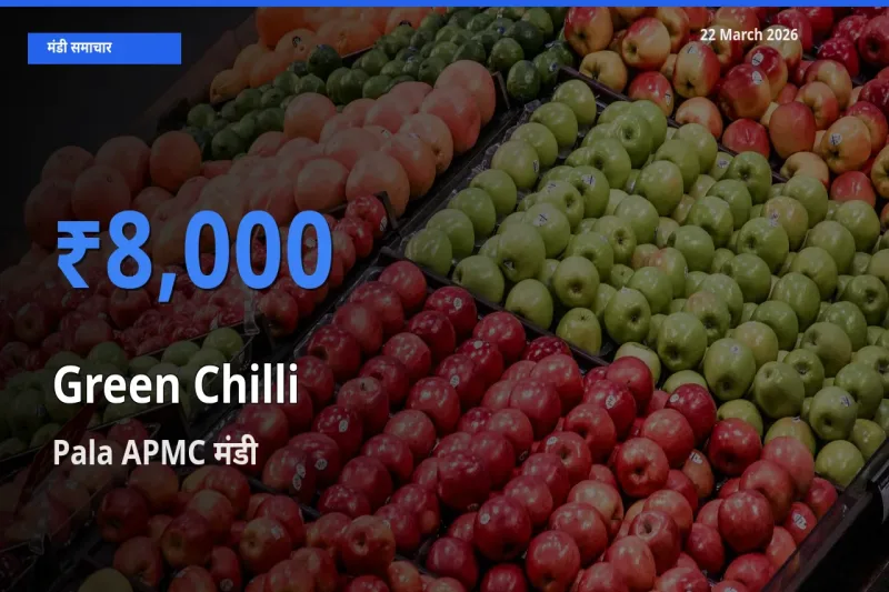 Pala APMC मंडी में हरी मिर्च ₹8,000 पर पहुँचा – आज का सर्वोच्च भाव