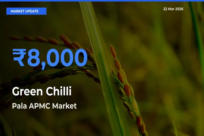 Pala APMC Offers ₹8,000 – Highest Green Chilli Rate Today