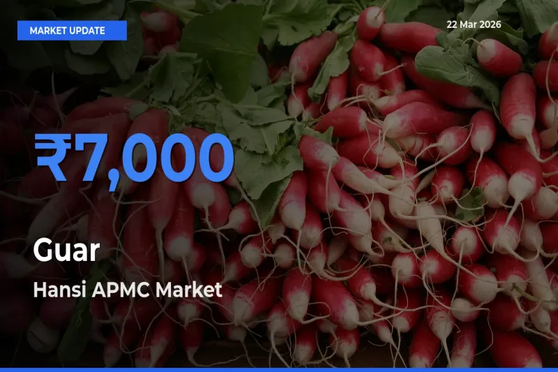 Hansi APMC Tops Guar Rates – March 22 Market Update