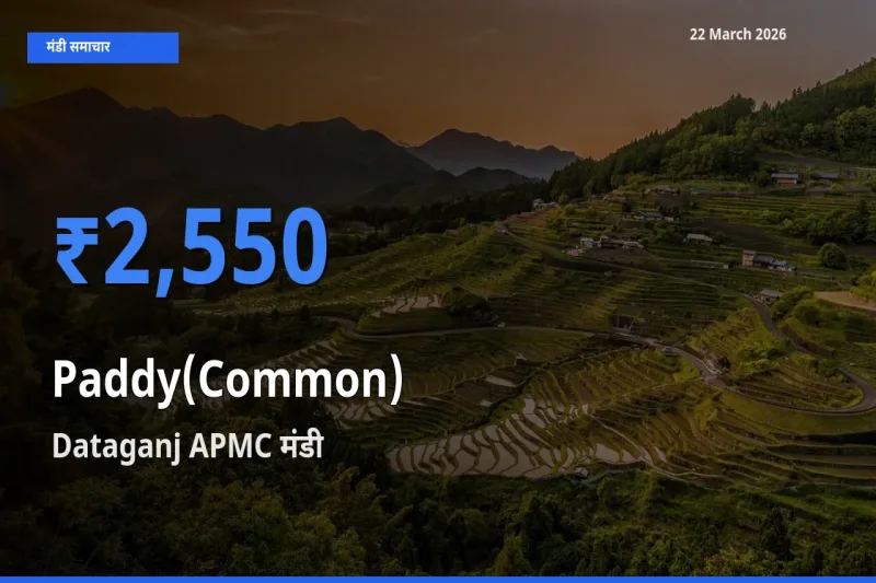 किसानों की पसंद बना Dataganj APMC, धान (सामान्य) के सबसे अच्छे दाम