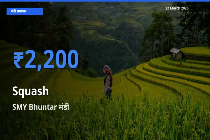 टॉप मंडी बना SMY Bhuntar! कद्दू (कोहड़ा) के सबसे ऊँचे दाम यहीं दर्ज