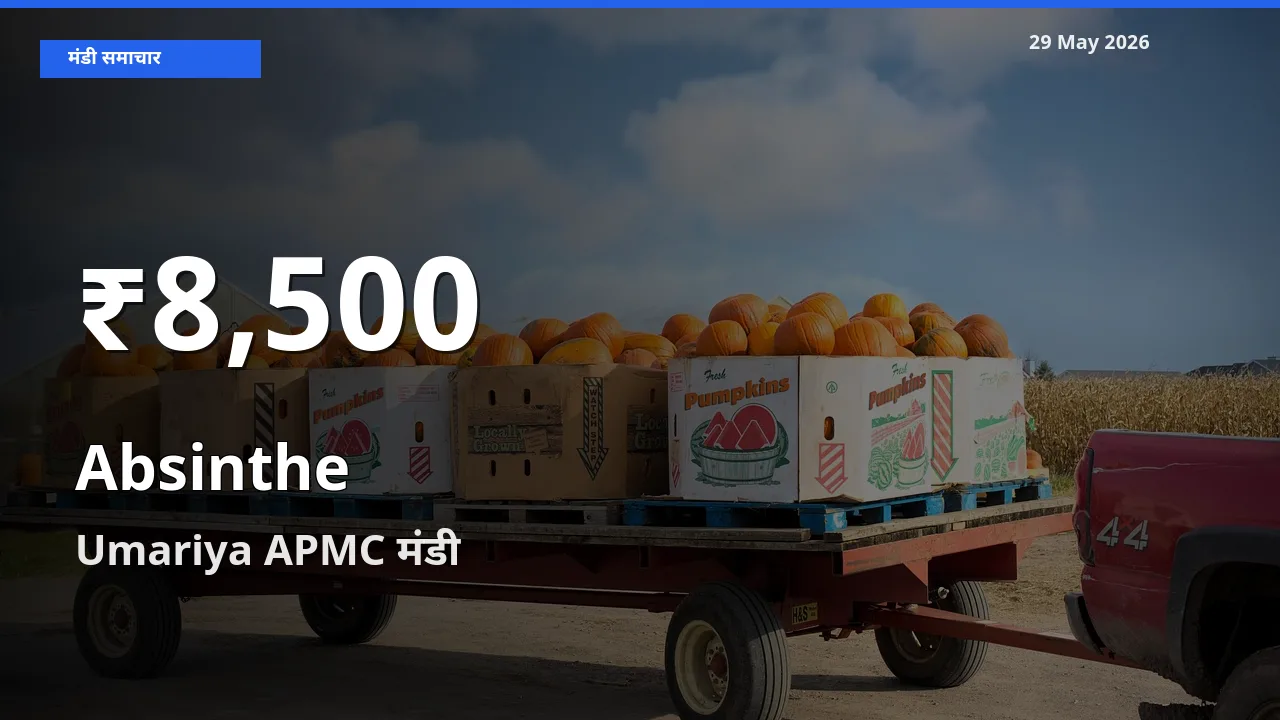 तेज़ गिरावट! Umariya APMC में चिरायता के दाम 30 दिन के निचले स्तर पर