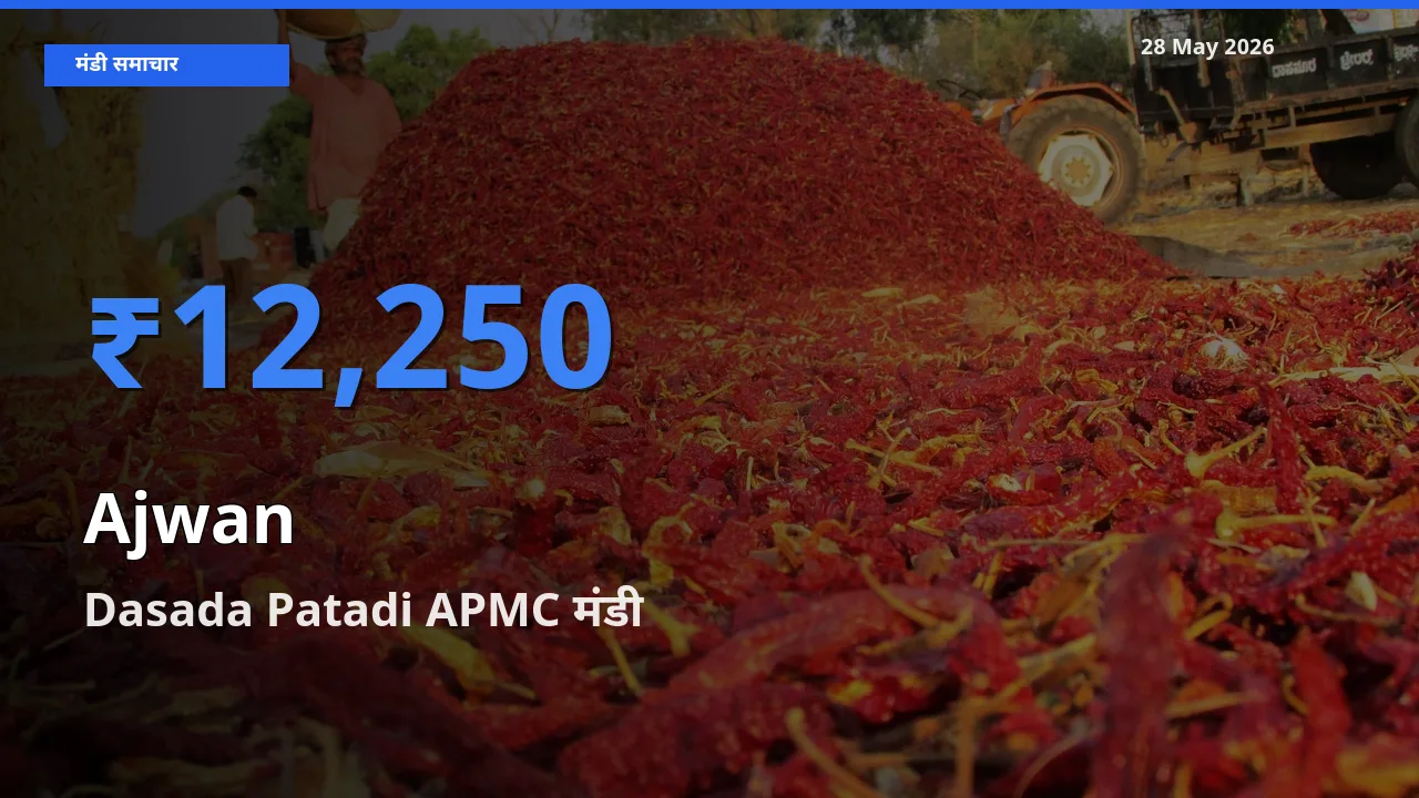 आज अजवाइन के सबसे ऊँचे दाम ₹12,250 Dasada Patadi APMC मंडी में