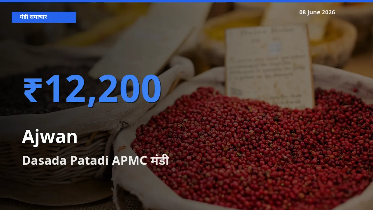 टॉप मंडी बना Dasada Patadi APMC! अजवाइन के सबसे ऊँचे दाम यहीं दर्ज