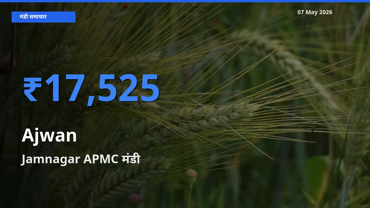 किसानों की पसंद बना Jamnagar APMC, अजवाइन के सबसे अच्छे दाम