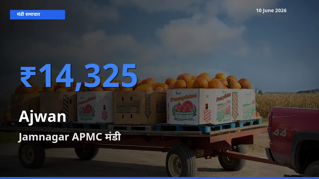 टॉप मंडी बना Jamnagar APMC! अजवाइन के सबसे ऊँचे दाम यहीं दर्ज
