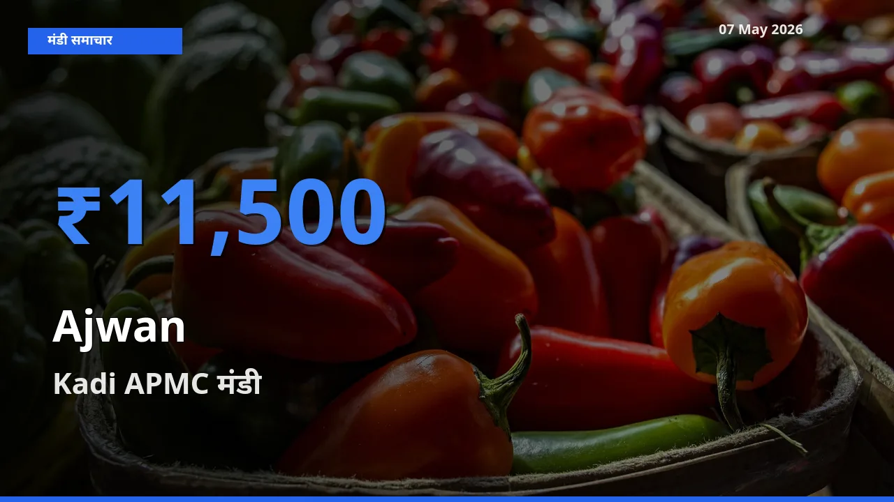 आज का मंडी भाव: अजवाइन के सबसे ज़्यादा दाम Kadi APMC में