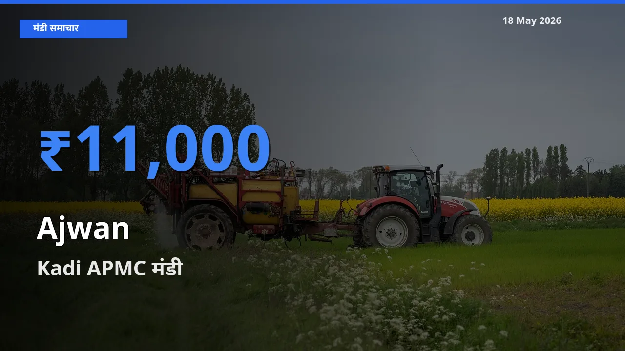 टॉप मंडी बना Kadi APMC! अजवाइन के सबसे ऊँचे दाम यहीं दर्ज