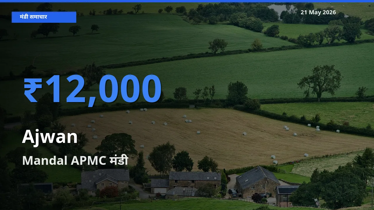 आज का मंडी भाव: अजवाइन के सबसे ज़्यादा दाम Mandal APMC में