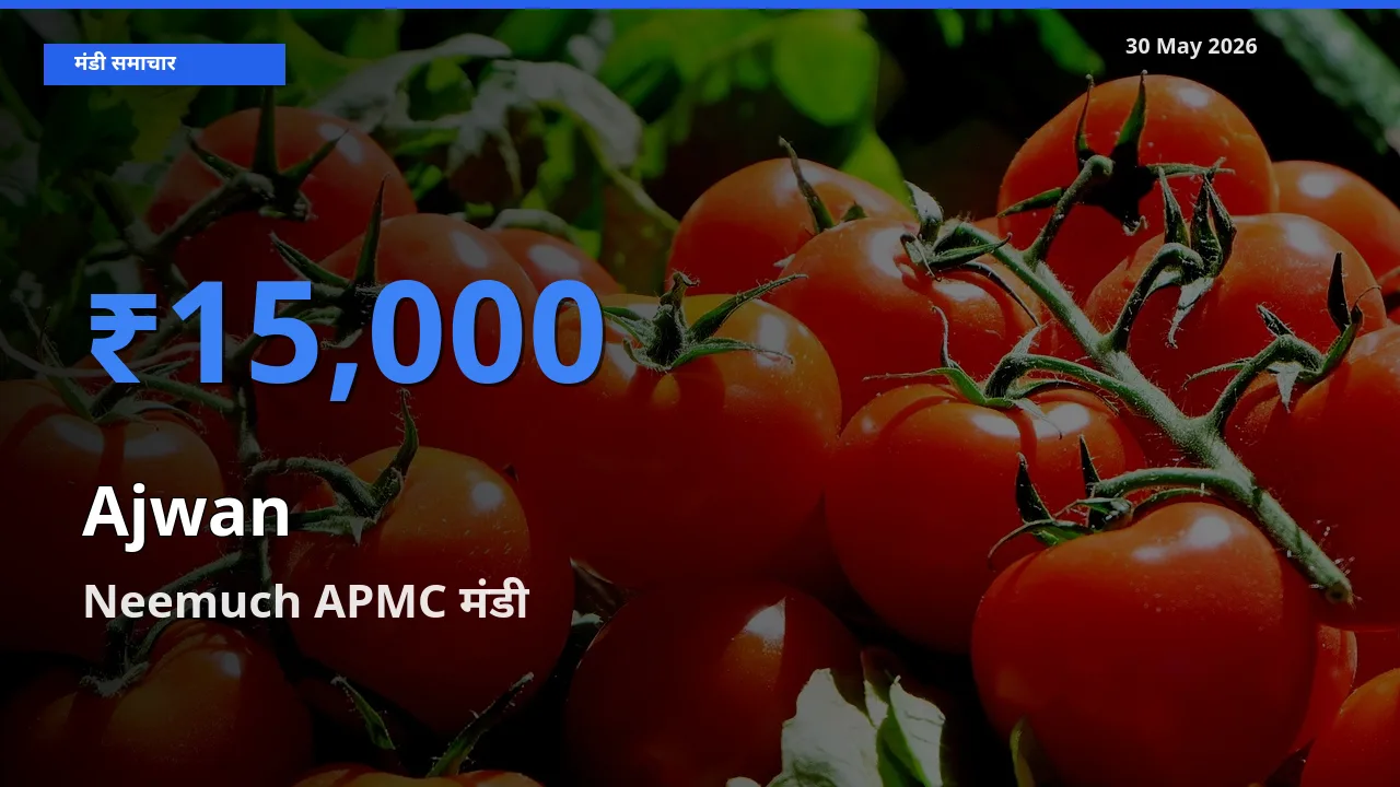 30 May अपडेट: अजवाइन के सबसे ऊँचे दाम Neemuch APMC मंडी में